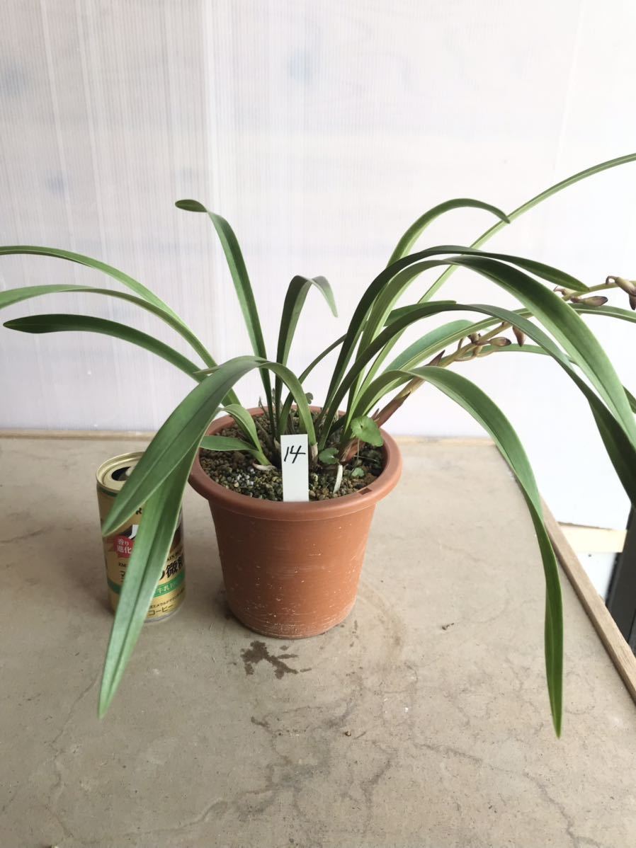 キンリョウヘン☆ 「八重衣」花蕾付き　誘引力強　桃花　金稜辺☆春蘭☆寒蘭☆山野草　ミツバチ