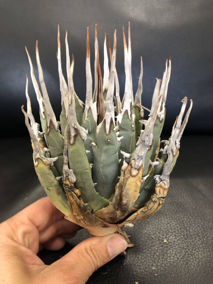 10 アガベ ユタエンシス エボリスピナ long棘 とても白の棘がNice 美株