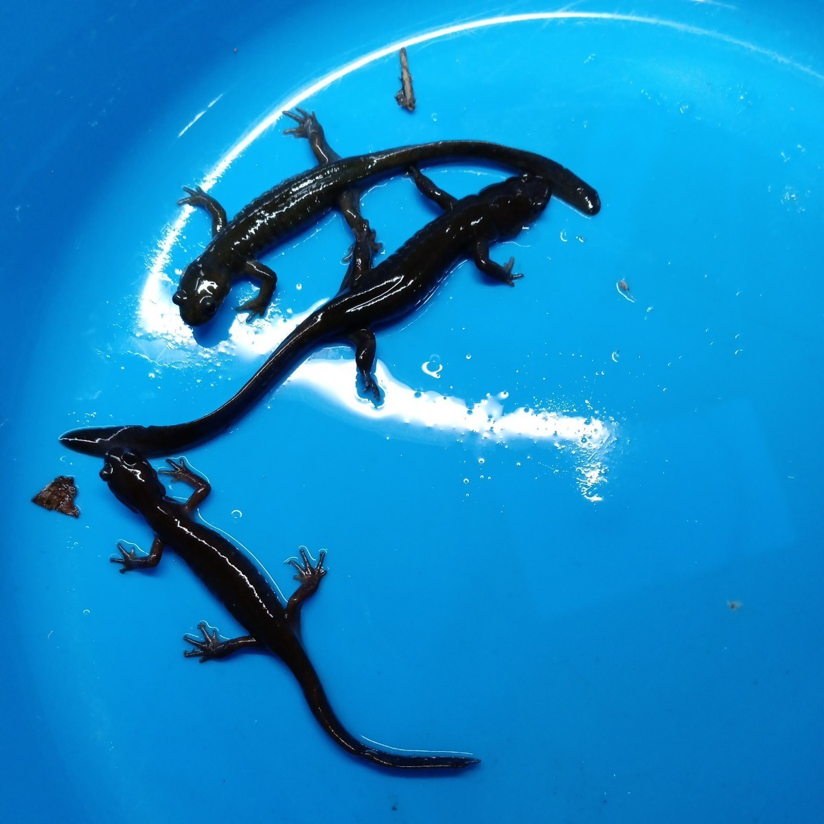 エゾサンショウウオ 160mm前後 繁殖可能サイズ 1ペア+♂ 3匹 セット 