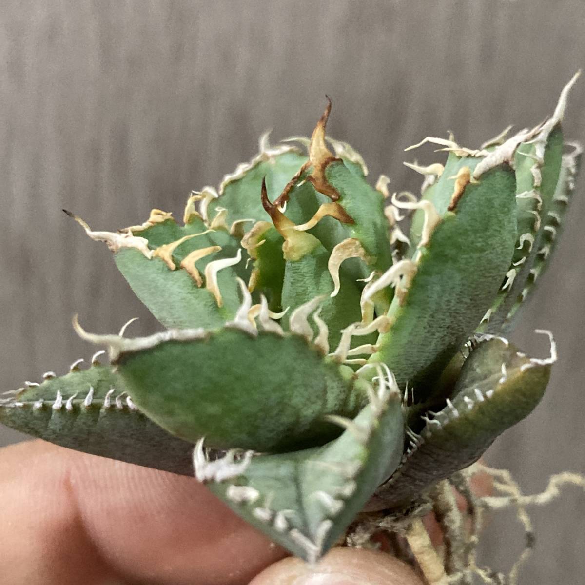 アガベ - チタノタ Yahoo!オークション : 多肉植物 成長記録]アガベ