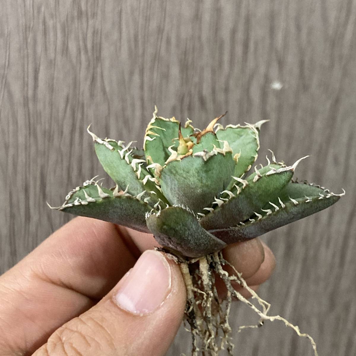 アガベ - チタノタ Yahoo!オークション : 多肉植物 成長記録]アガベ