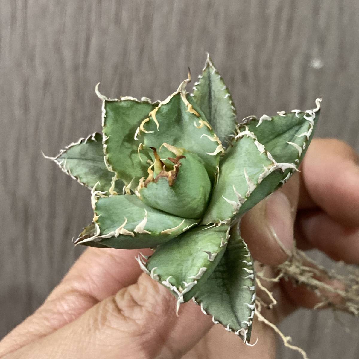 アガベ - チタノタ Yahoo!オークション : 多肉植物 成長記録]アガベ
