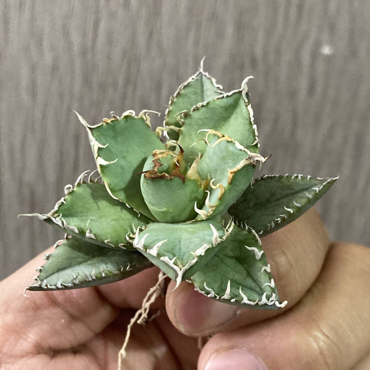 アガベ - チタノタ Yahoo!オークション : 多肉植物 成長記録]アガベ