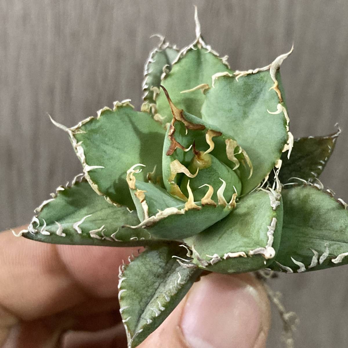 アガベ - チタノタ Yahoo!オークション : 多肉植物 成長記録]アガベ