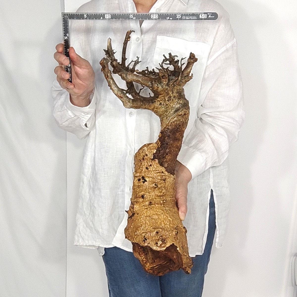 4/27輸入 S003 バオバブ/アダンソニア・ディギタータ adansonia