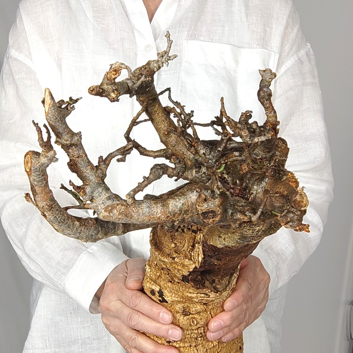 K*K様 激安セール アダンソニア ディギタ バオバブ　塊根植物　コーデックス 盆栽風のバオバブの木！アダンソニアディギタータ バオバブ コーデックス