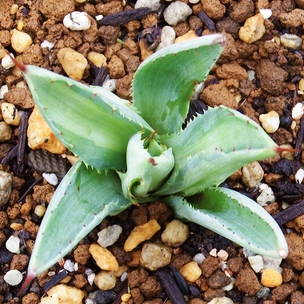 アガベ ポタトラム キュービック 錦 斑入り Q4 中斑 Agave
