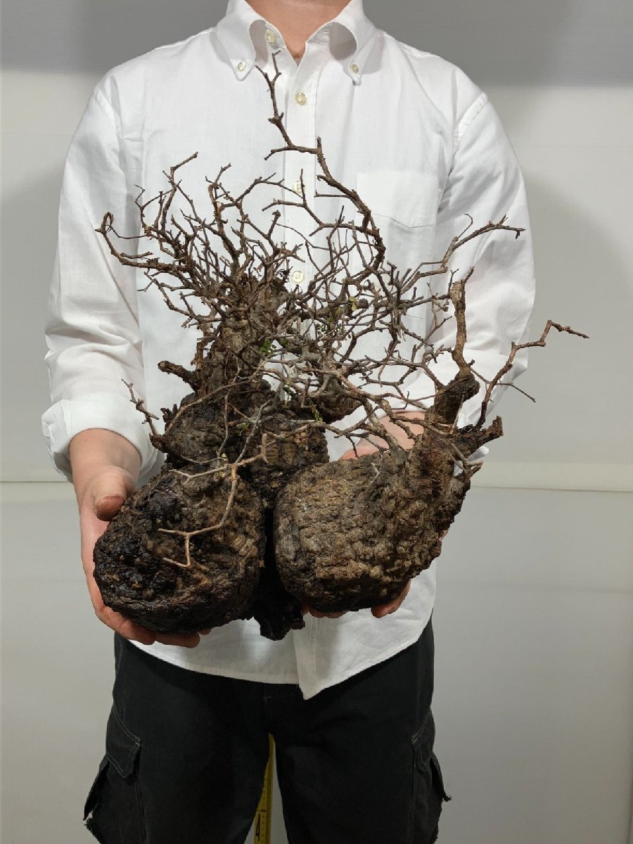 モ7709 「塊根植物」オペルクリカリア パキプス 多頭 大 抜き苗【4/24最新到着・Operculicarya pachypus・マダガスカル・根切画像要確認】