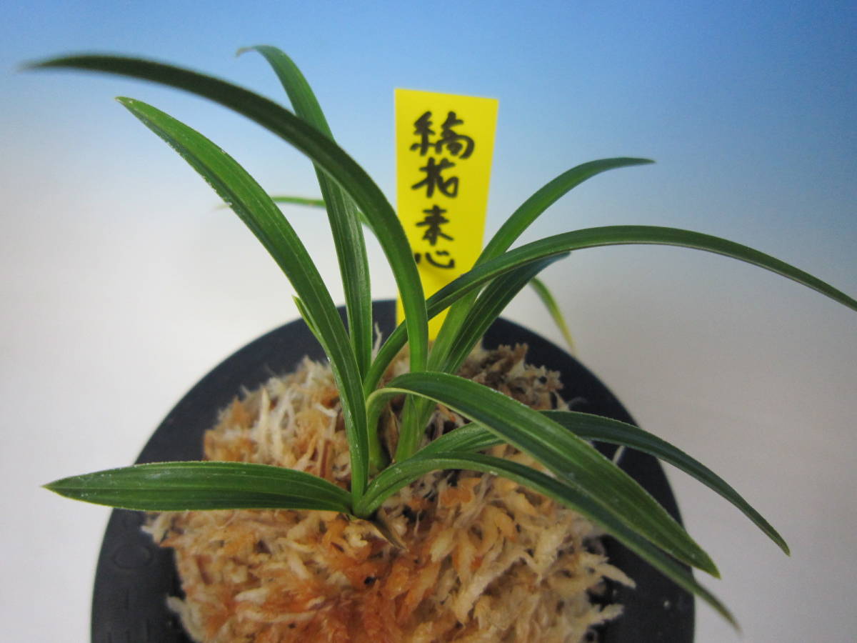 ★☆蘭万園★☆日本春蘭 縞素心「縞花素心」 種木 4本立//春蘭、寒蘭、長生蘭、万年青、中国蘭、古典園芸、東洋蘭//