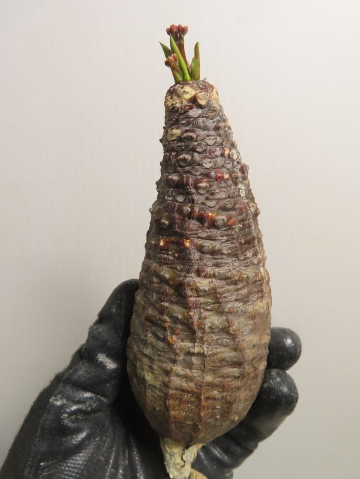 ユ8552 「多肉植物」ユーフォルビア　パキポディオイデス 　抜き苗【Euphorbia pachypodioides・畑に地植え株・自社養生株】