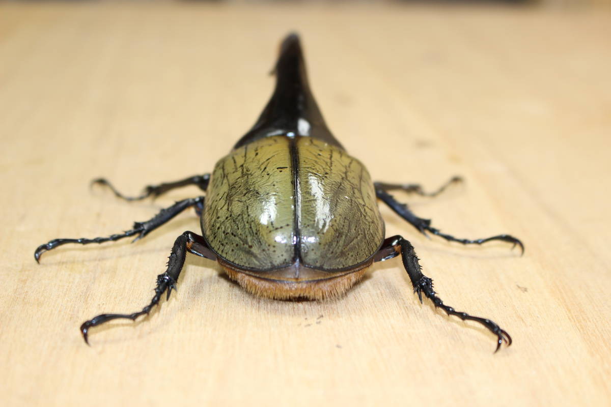 ヘラクレスオオカブト 成虫ペア♂1匹♀2匹 計3匹 オス138.6mm メス 