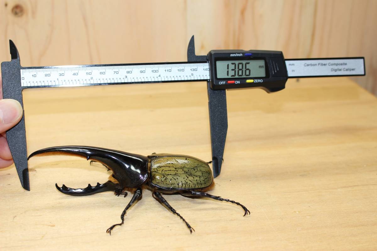 ヘラクレスオオカブト 成虫ペア♂1匹♀2匹 計3匹 オス138.6mm メス 
