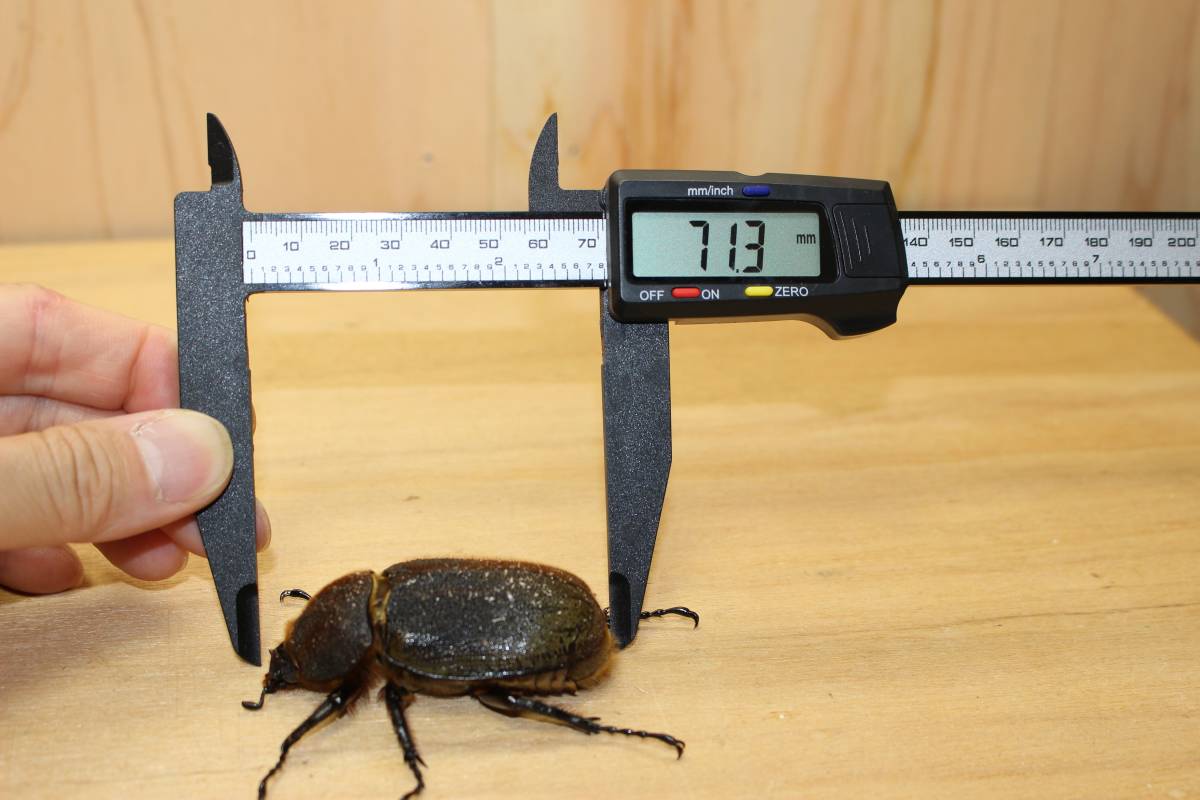 ヘラクレスオオカブト 成虫ペア♂1匹♀2匹 計3匹 オス138.6mm メス 