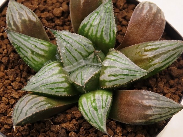 ■シャドーライン 【多肉植物　Haworthia　ハオルチア　ハオルシア】