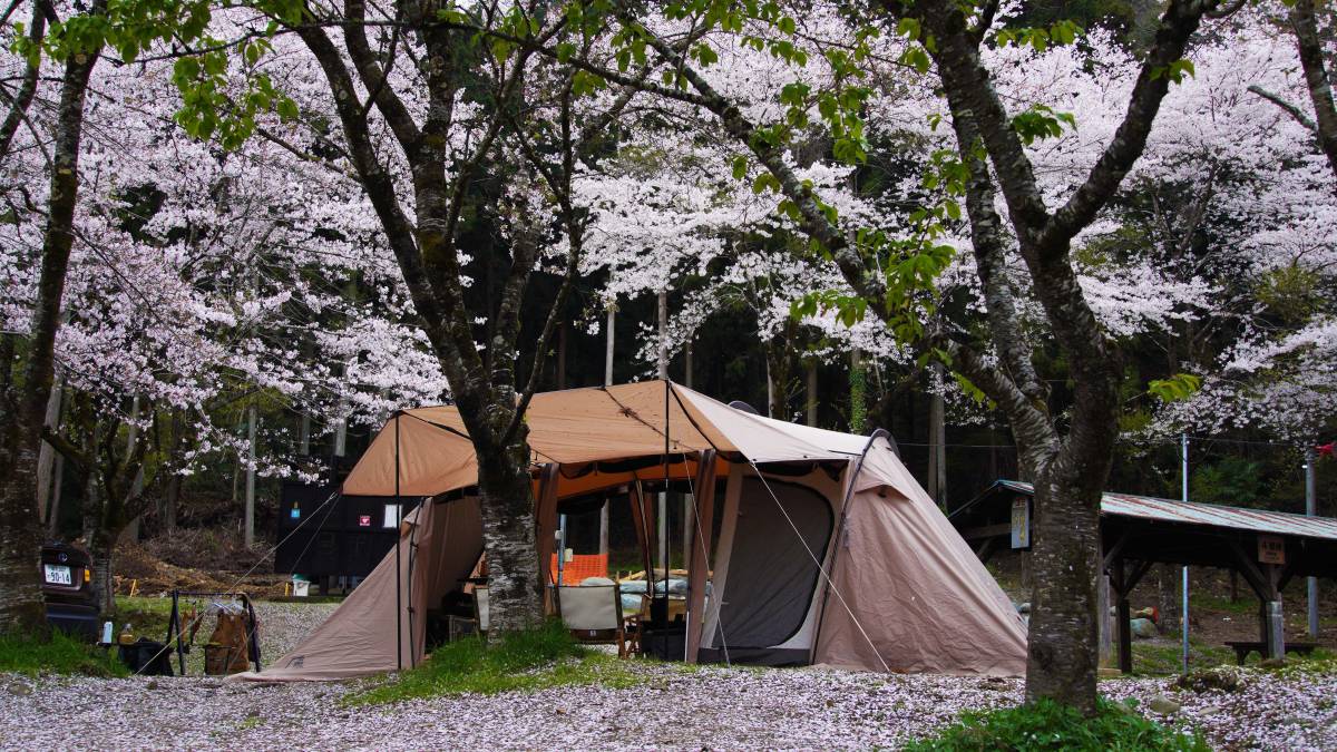 サバティカル アルニカ サンドストーン SABBATICAL(サバティカル