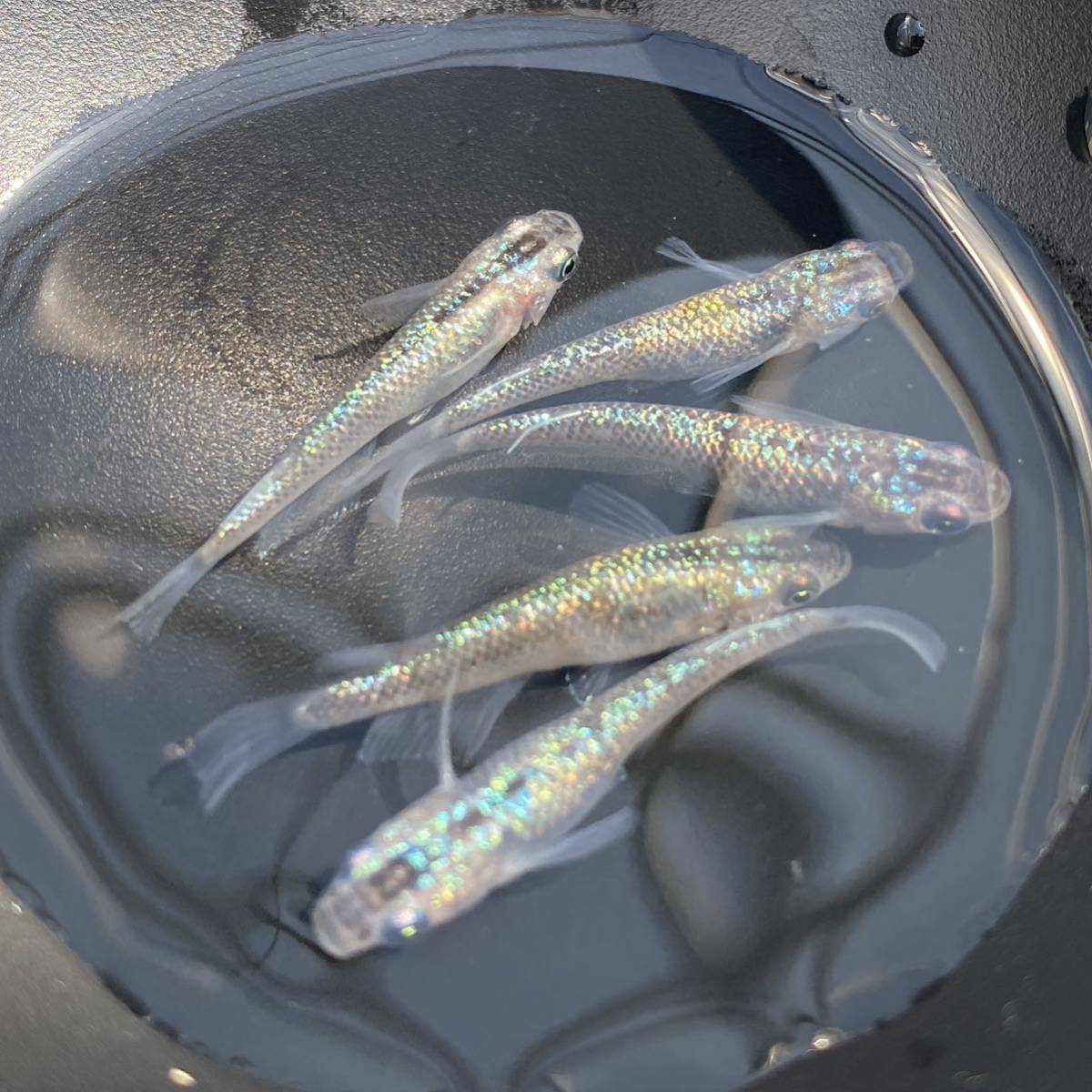 【丸川目高】夜桜ブルー 現物出品 ♂2♀2 2ペア＋オマケ1_2