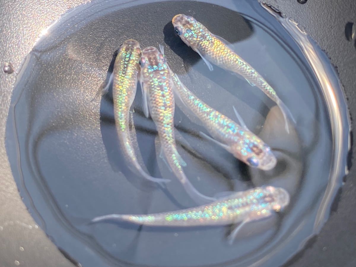 【丸川目高】夜桜ブルー 現物出品 ♂2♀2 2ペア＋オマケ1_3