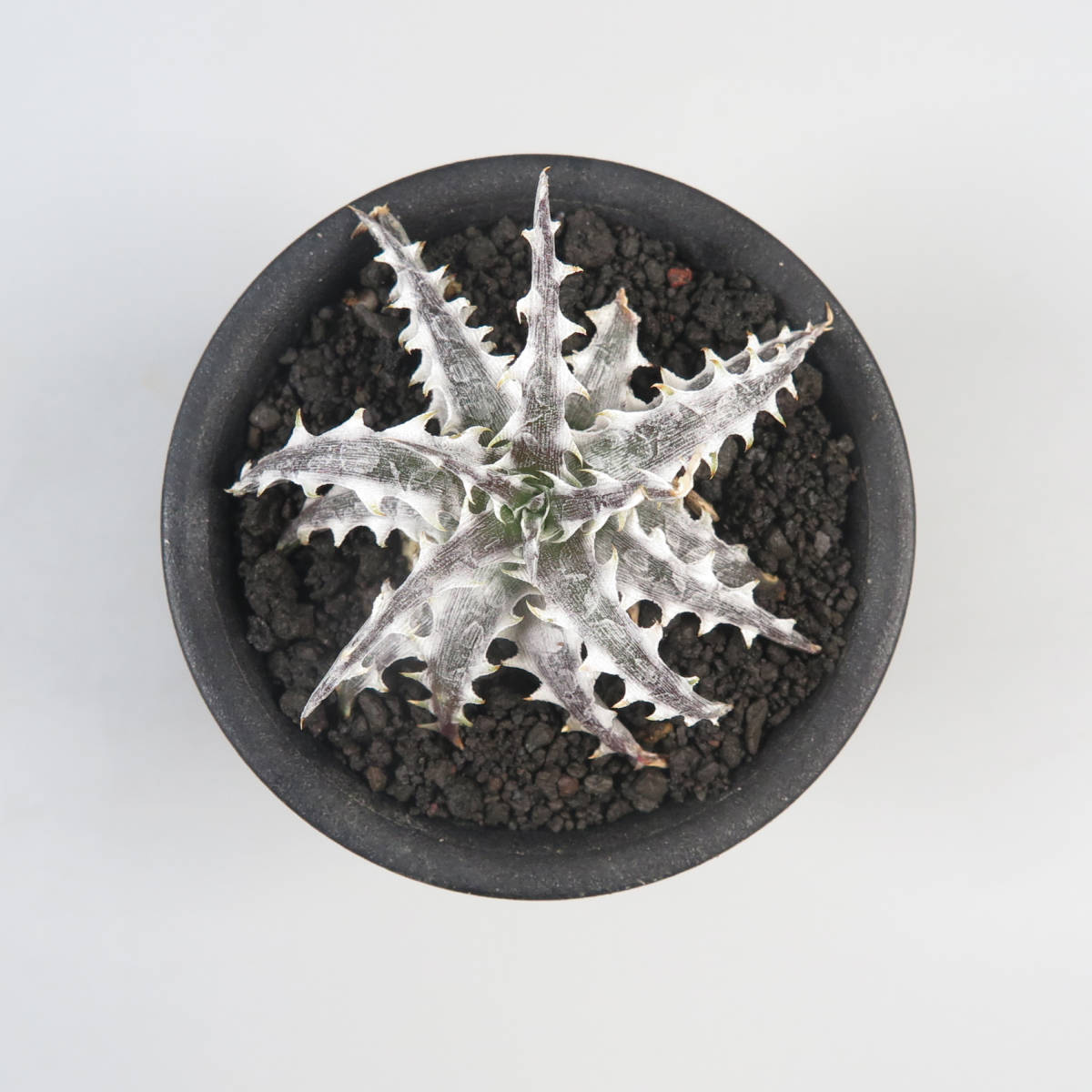 Little ディッキア Dyckia Little リトルウイング little | Wing Little ディッキア Dyckia Little リトルウイング little | Wing