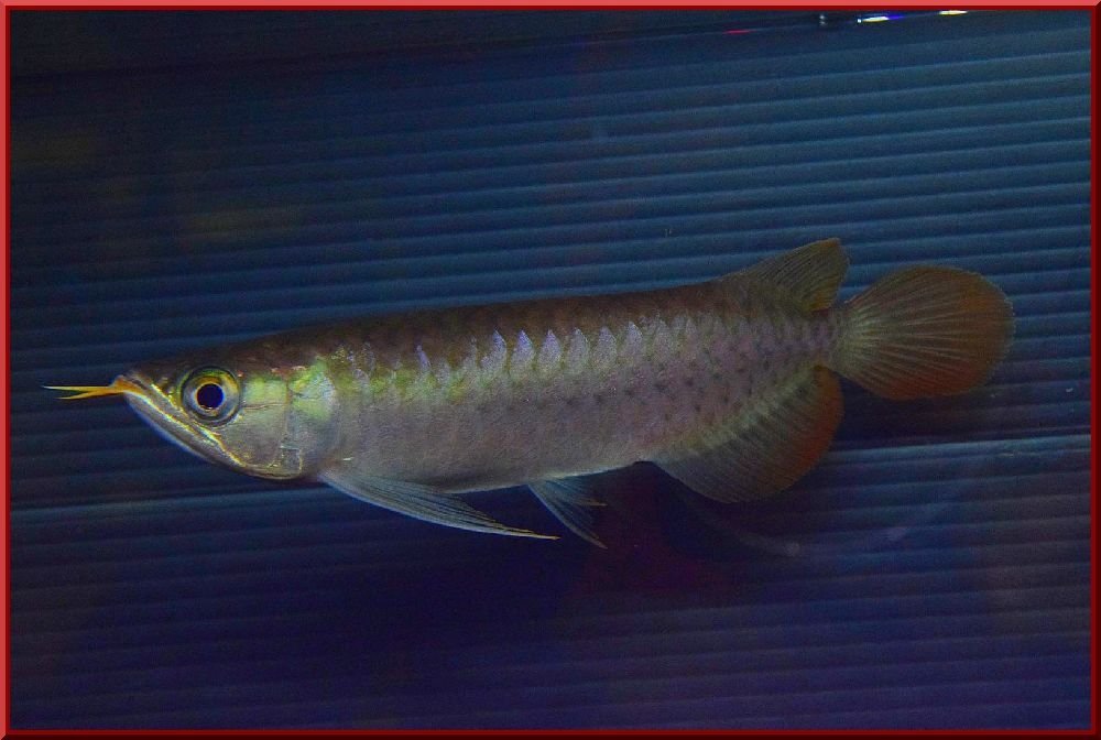 新入荷！EMPEROR RED皇帝紫ベーススタンダード 100%辣椒間違いなし！！死亡保証あり埼玉店発送！！53478