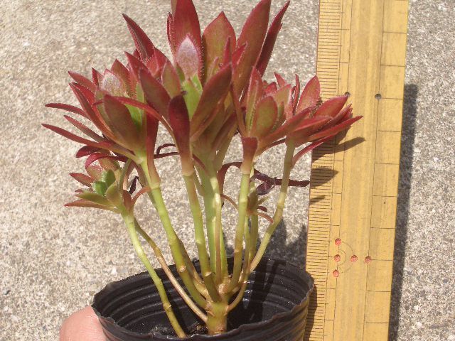 アエオニウム コーニッシュトリビュート 抜き苗 その2 多肉植物(観葉