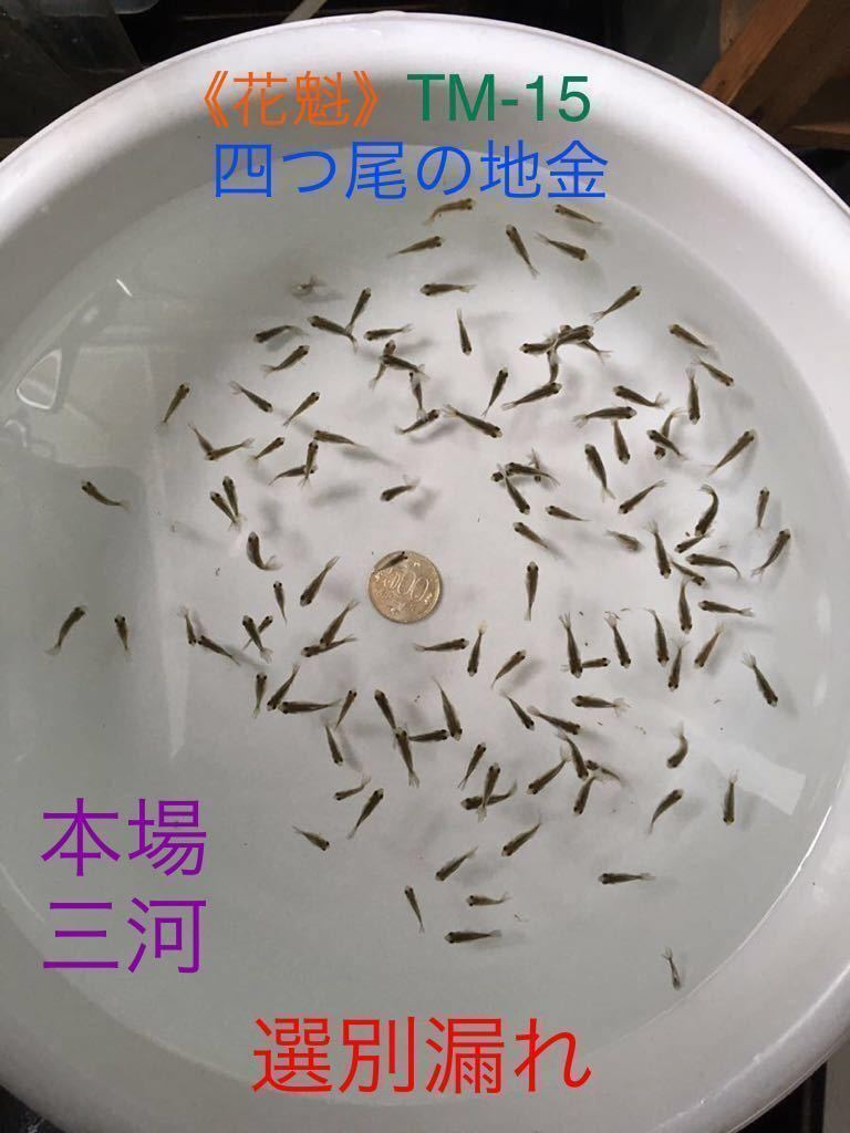 《花魁》TM-15【本場三河・四つ尾の地金】2023年度/新仔・稚魚《選別漏れ・初心者練習用》1枚目画像全部（5月16日の火曜日発送限定）