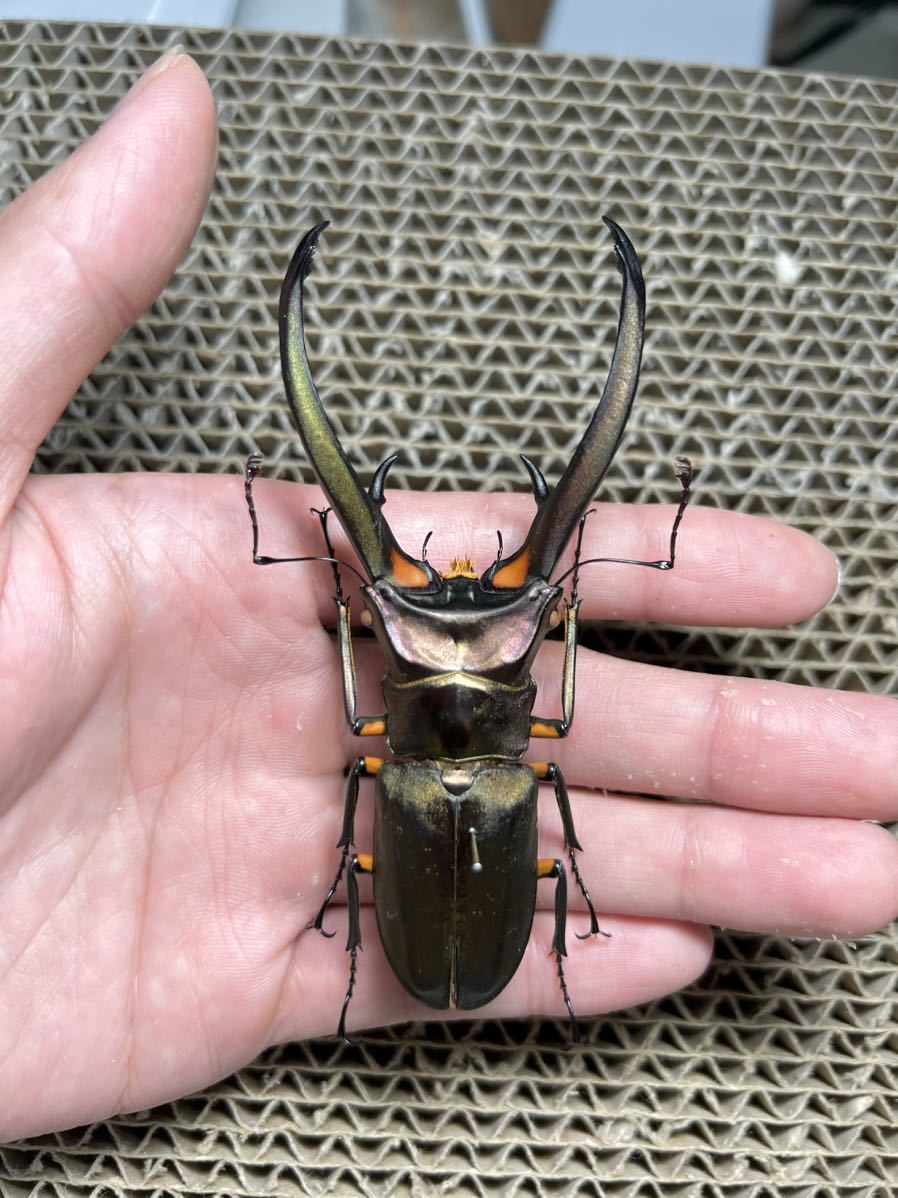 エラフスホソアカクワガタ96mm標本 - メルカリ エラフスホソアカ