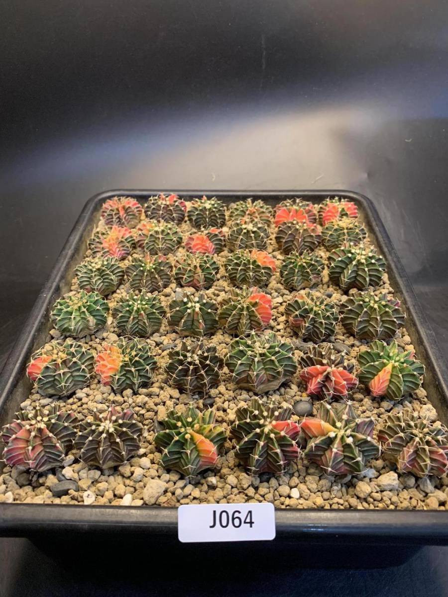 J064 同梱可 ギムノカリキウム ハイブリット Gymnocalycium LB2178 Hibride 36株 実生 多肉植物 サボテン