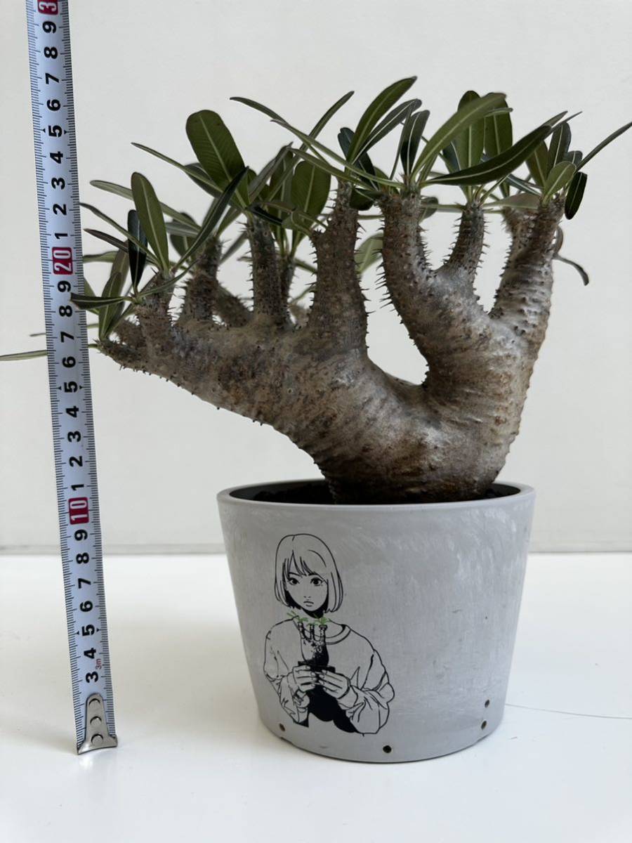 選抜 発根済 パキポディウム カクチペス 現地球 ボタナイズ