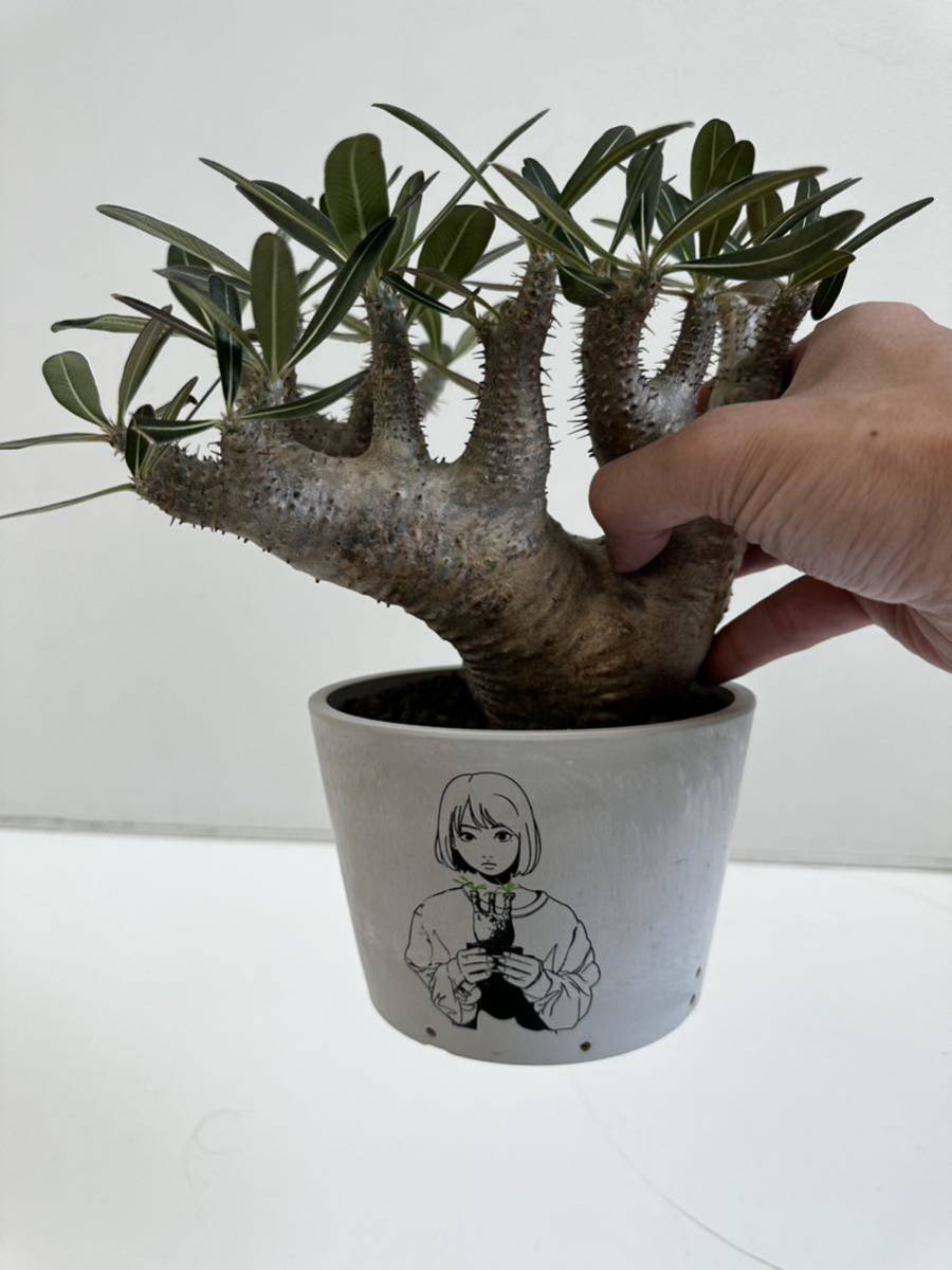 選抜 発根済 パキポディウム カクチペス 現地球 ボタナイズ Botanize 