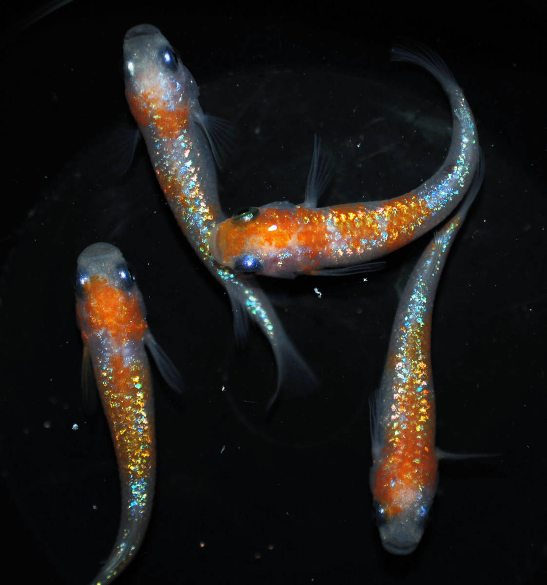 もん様オーダー品！製作中 ☆極上 王華 めだか 幼魚 15匹+α 【めだか屋チャティー】.1☆ 全国無料