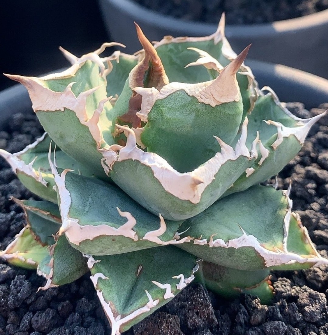 AGAVE TITANOTA LIZE産 清桜】清櫻 アガベ チタノタ 子株 クイーン