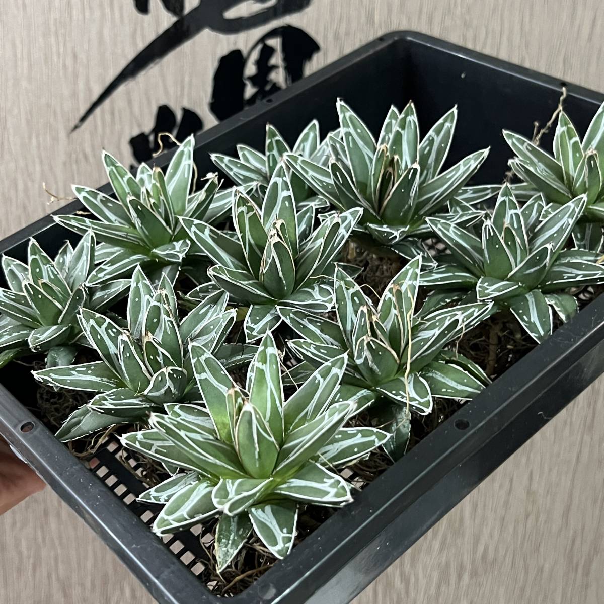 龍園觀①No.9157 【龍園觀】 No.86 特選 アガベ 多肉植物 ダルマ笹