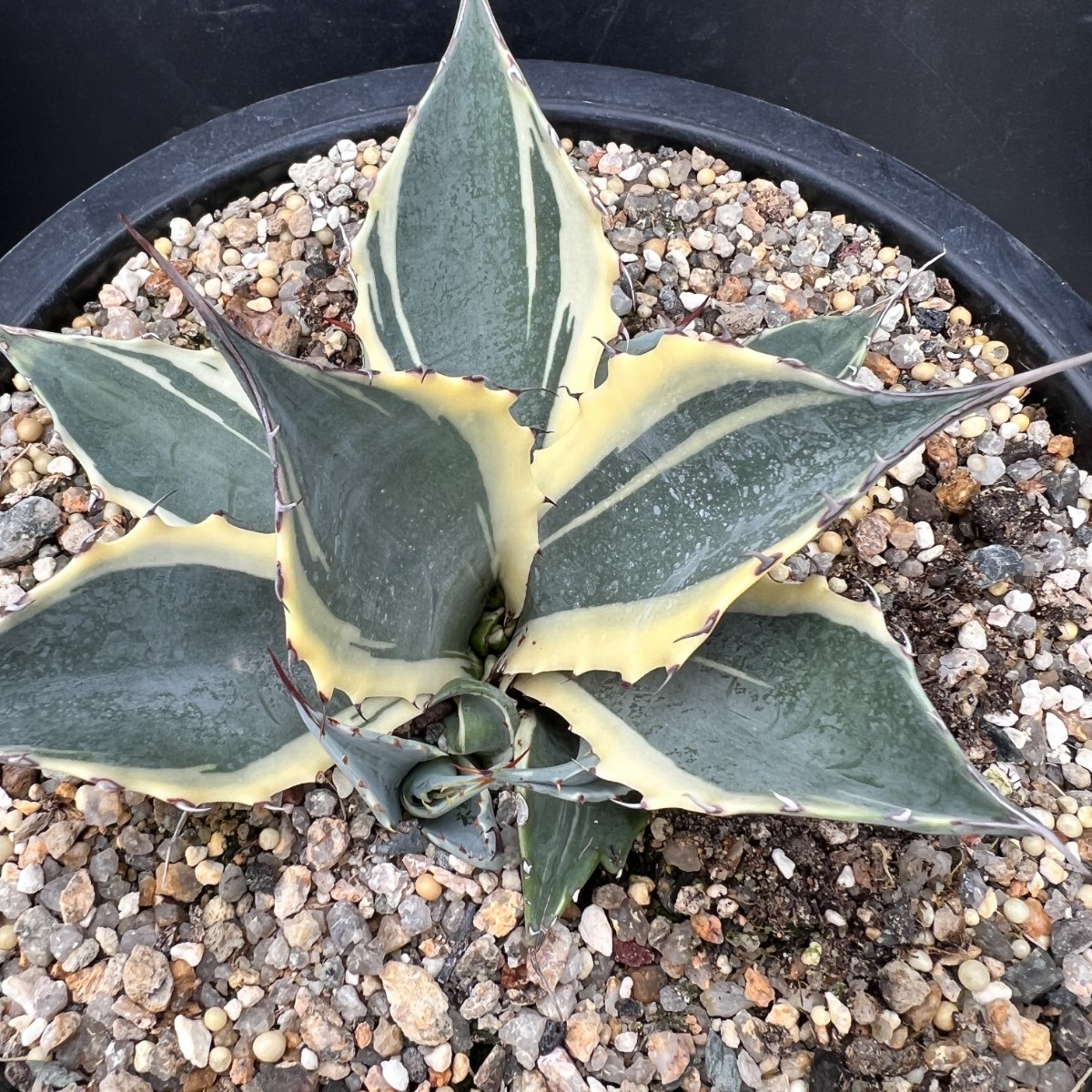 インプレッショニスト 美斑 パラサナ 錦 アガベ 多肉植物 【公式通販】