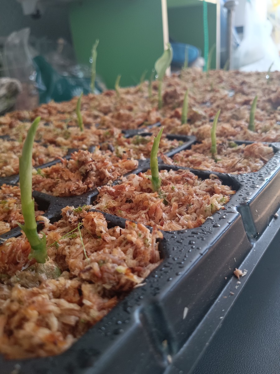 アグラオネマピクタム　トリカラー　根付き種2粒⑤