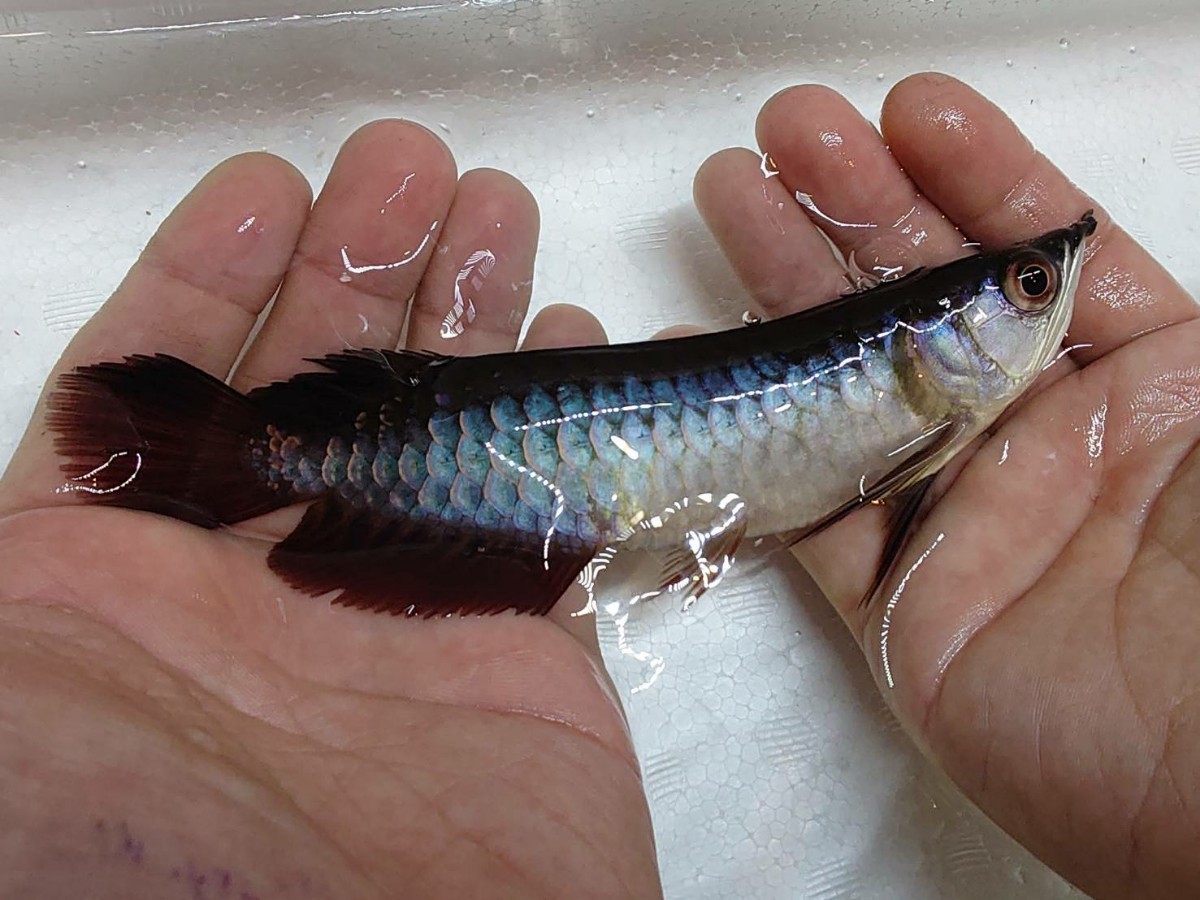 38.【即決は送料無料】高背金龍　±15cm 強青発色