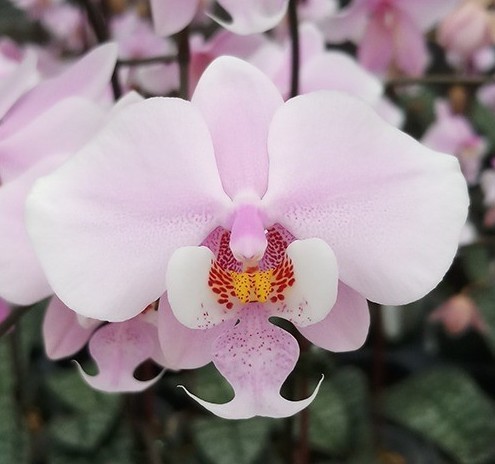 洋蘭原種 (513) 再入荷 葉の綺麗な胡蝶蘭 Phal. シレリアナ' Phal