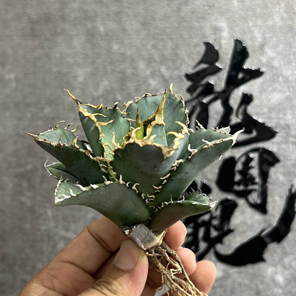 龍園觀No.12 特選 アガベ 多肉植物 頼光錦 ファイヤーボール 極上株