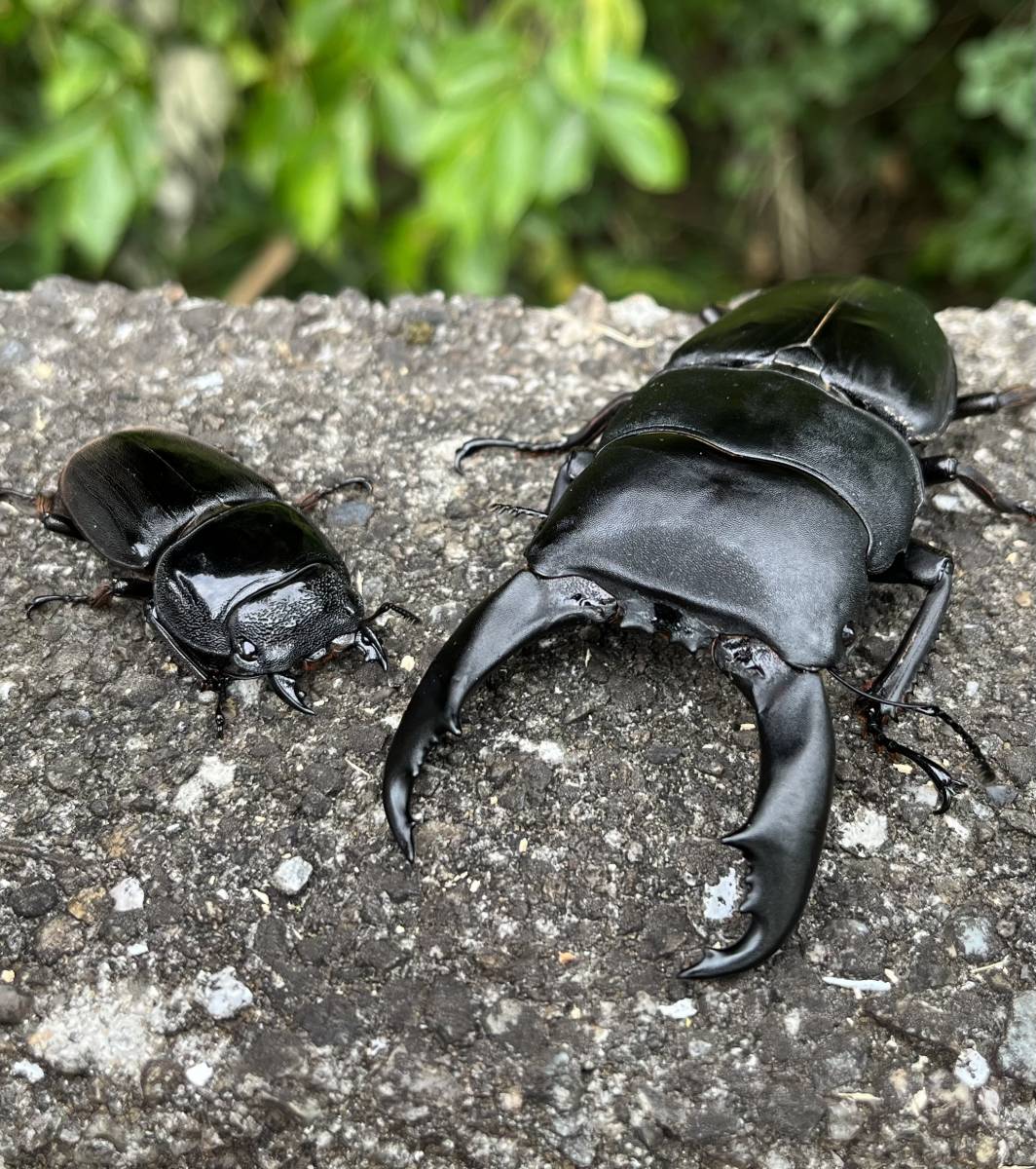 テイオウヒラタ（Dorucus titanus imperialis）★【♂９８mm１ＰＡ】★の出品と成ります。【即ブリ可能個体】