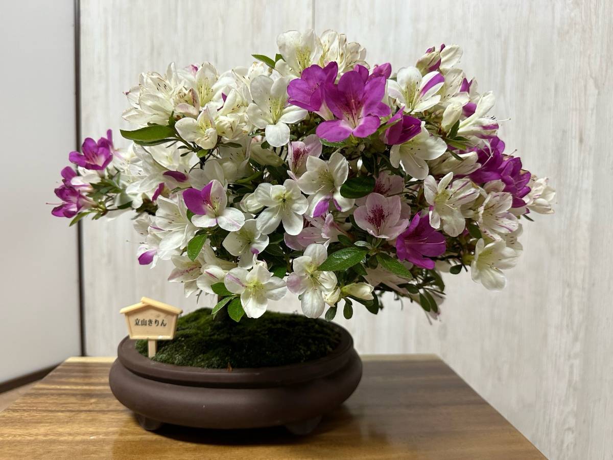 ☆(さつき)・皐月盆栽・花物・ 全高 約35㎝ 幹回り8㎝人気品種の白