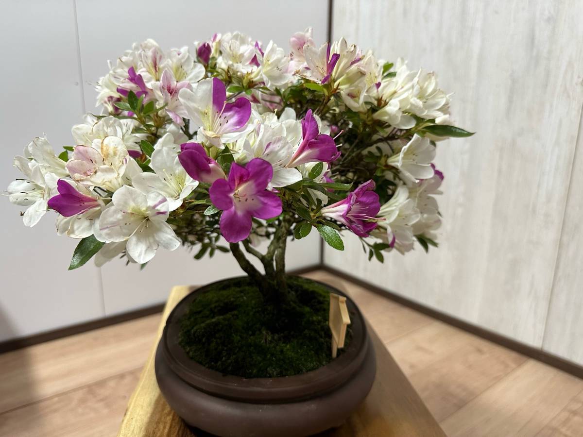 ☆(さつき)・皐月盆栽・花物・ 全高 約35㎝ 幹回り8㎝人気品種の白
