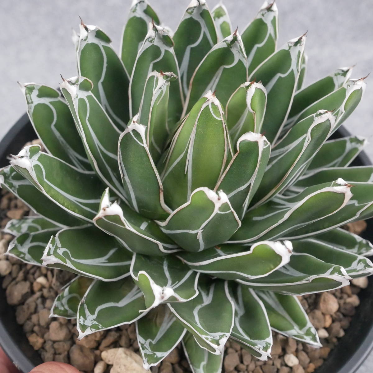 アガベ Agave 笹の雪 ⁄ アガベ・笹の雪 agave 【鉢ごと発送】アガベ 笹