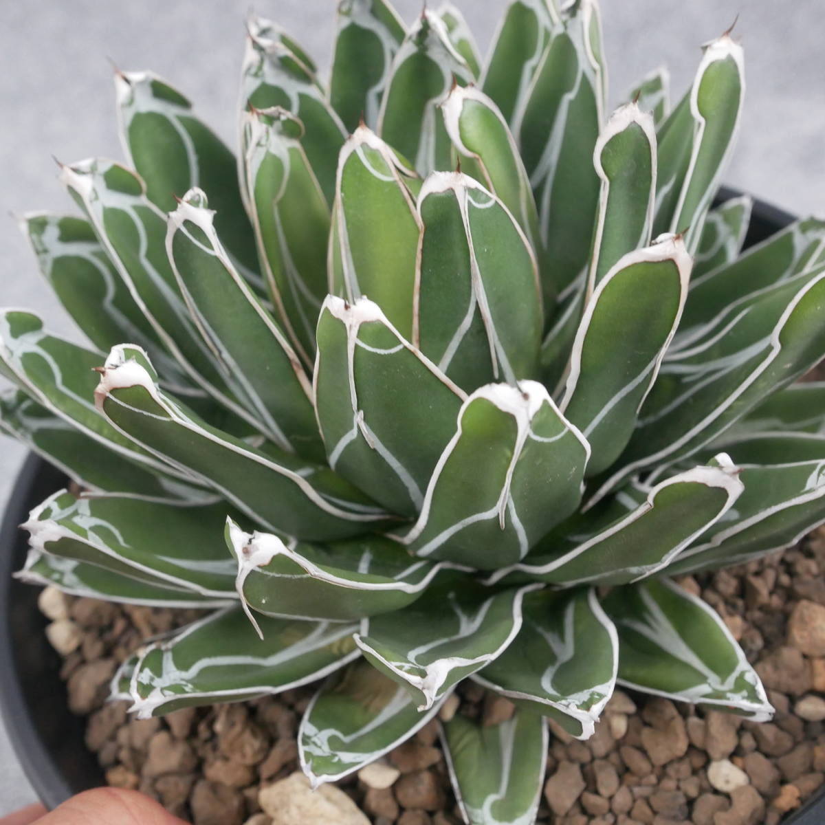 アガベ Agave 笹の雪 ⁄ アガベ・笹の雪 agave 【鉢ごと発送】アガベ 笹