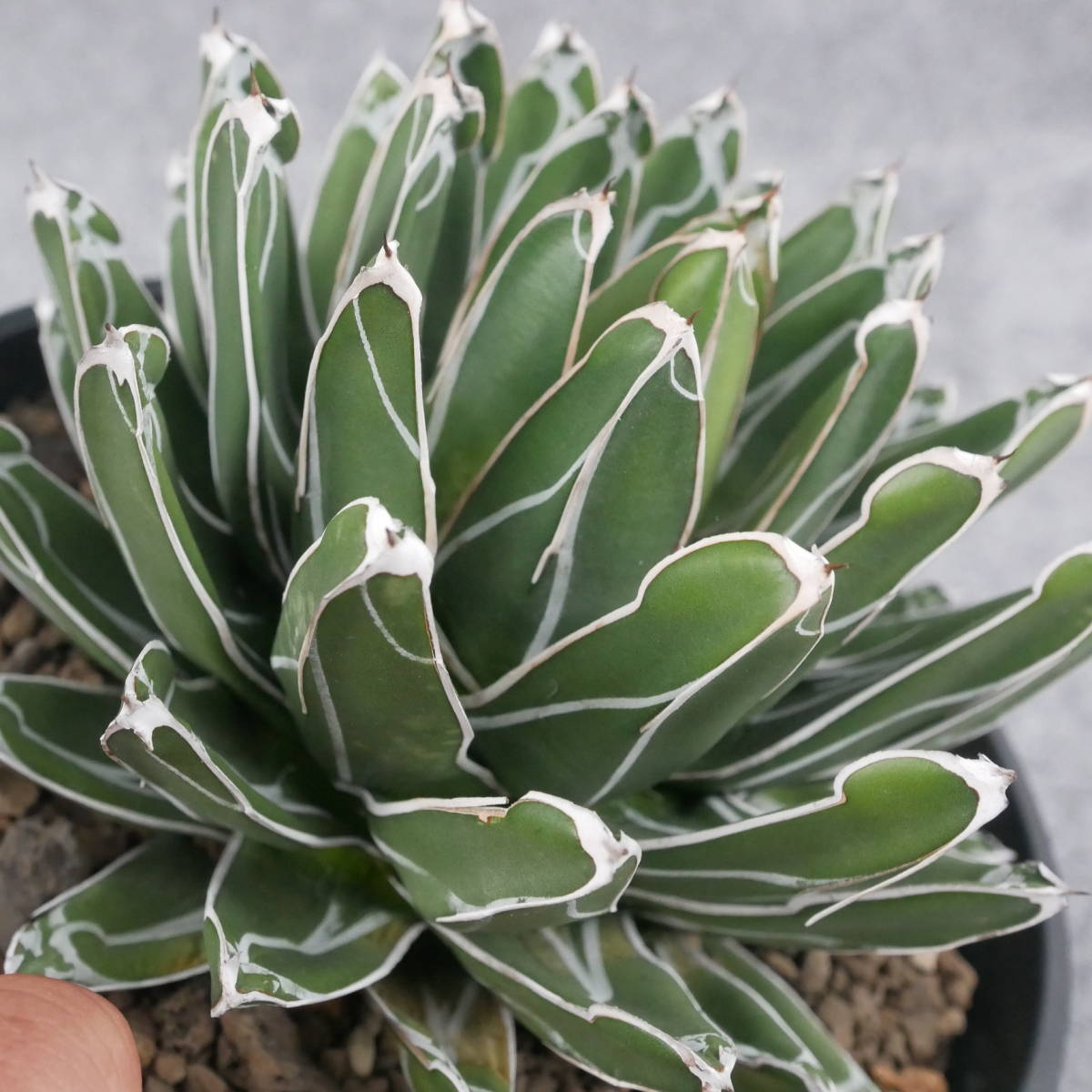アガベ Agave 笹の雪 ⁄ アガベ・笹の雪 agave 【鉢ごと発送】アガベ 笹
