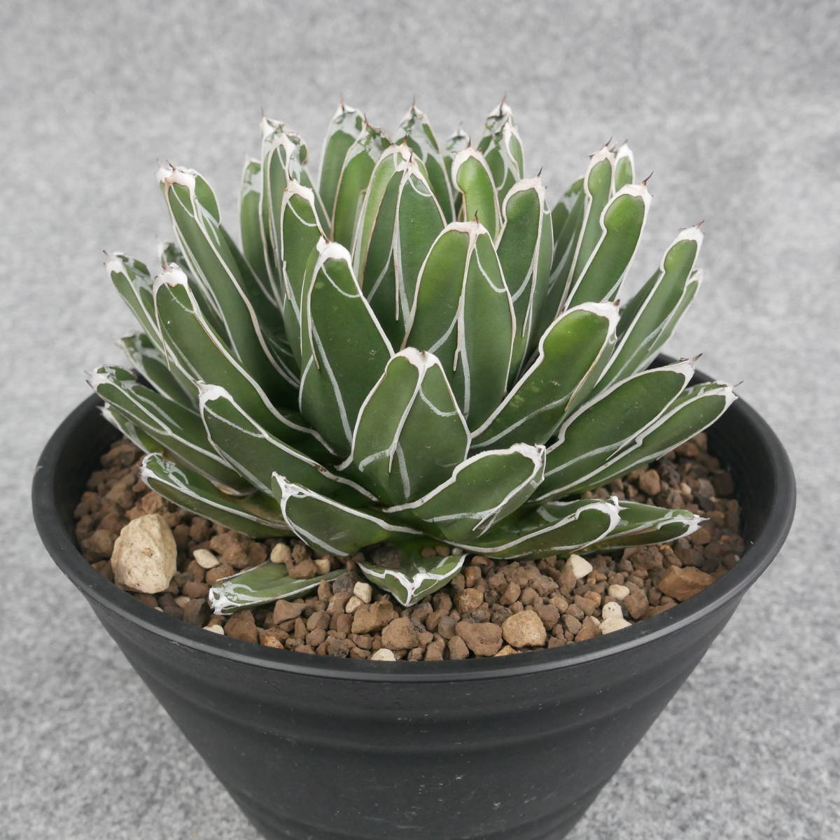 アガベ Agave 笹の雪 ⁄ アガベ・笹の雪 agave 【鉢ごと発送】アガベ 笹
