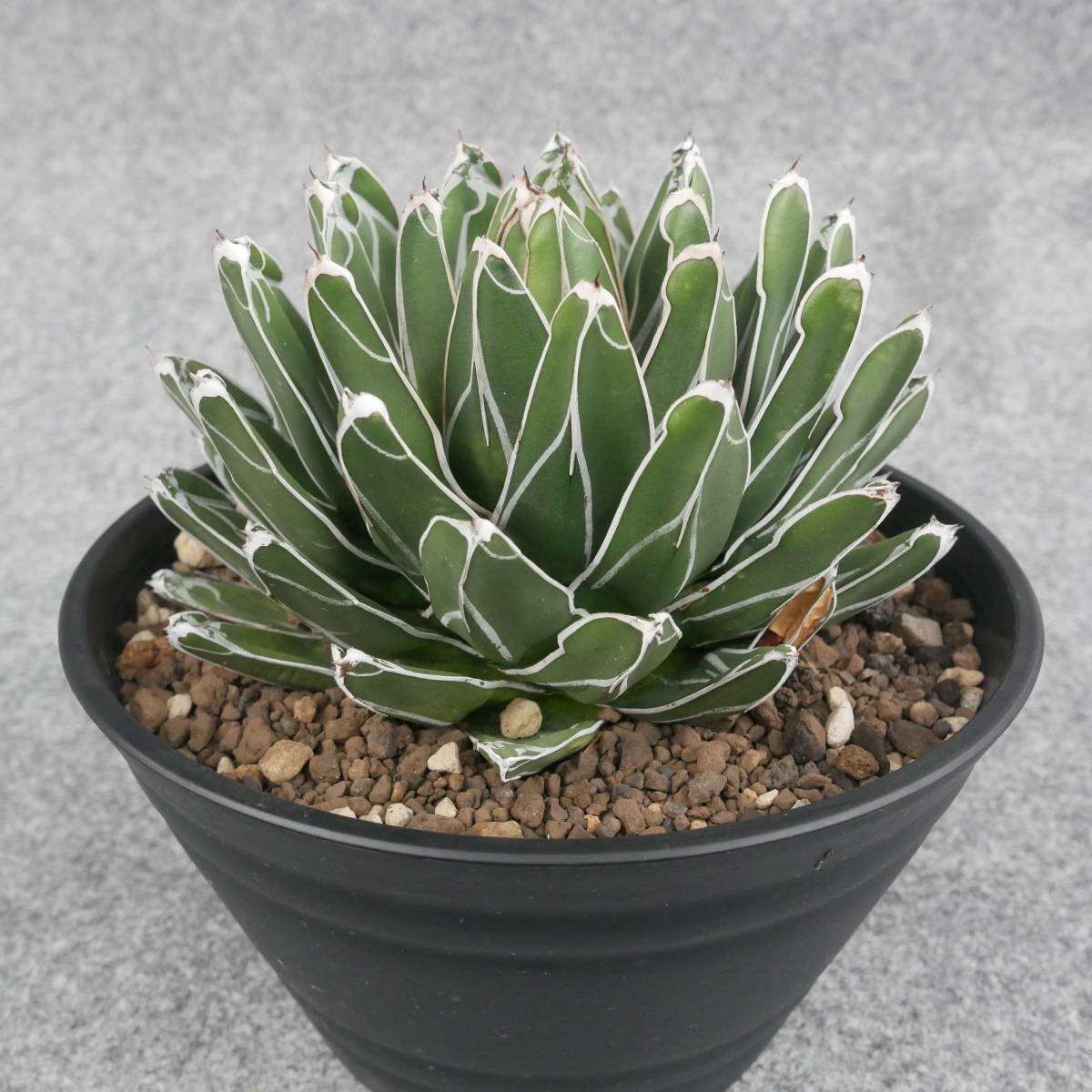 アガベ Agave 笹の雪 ⁄ アガベ・笹の雪 agave 【鉢ごと発送】アガベ 笹