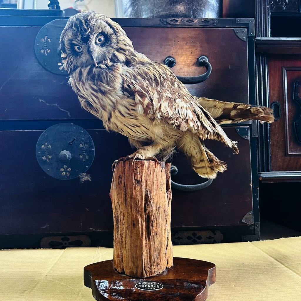 E00448 M06008 剥製 フクロウ 北海道 天然 標本 鑑賞 置物 札幌発 1930