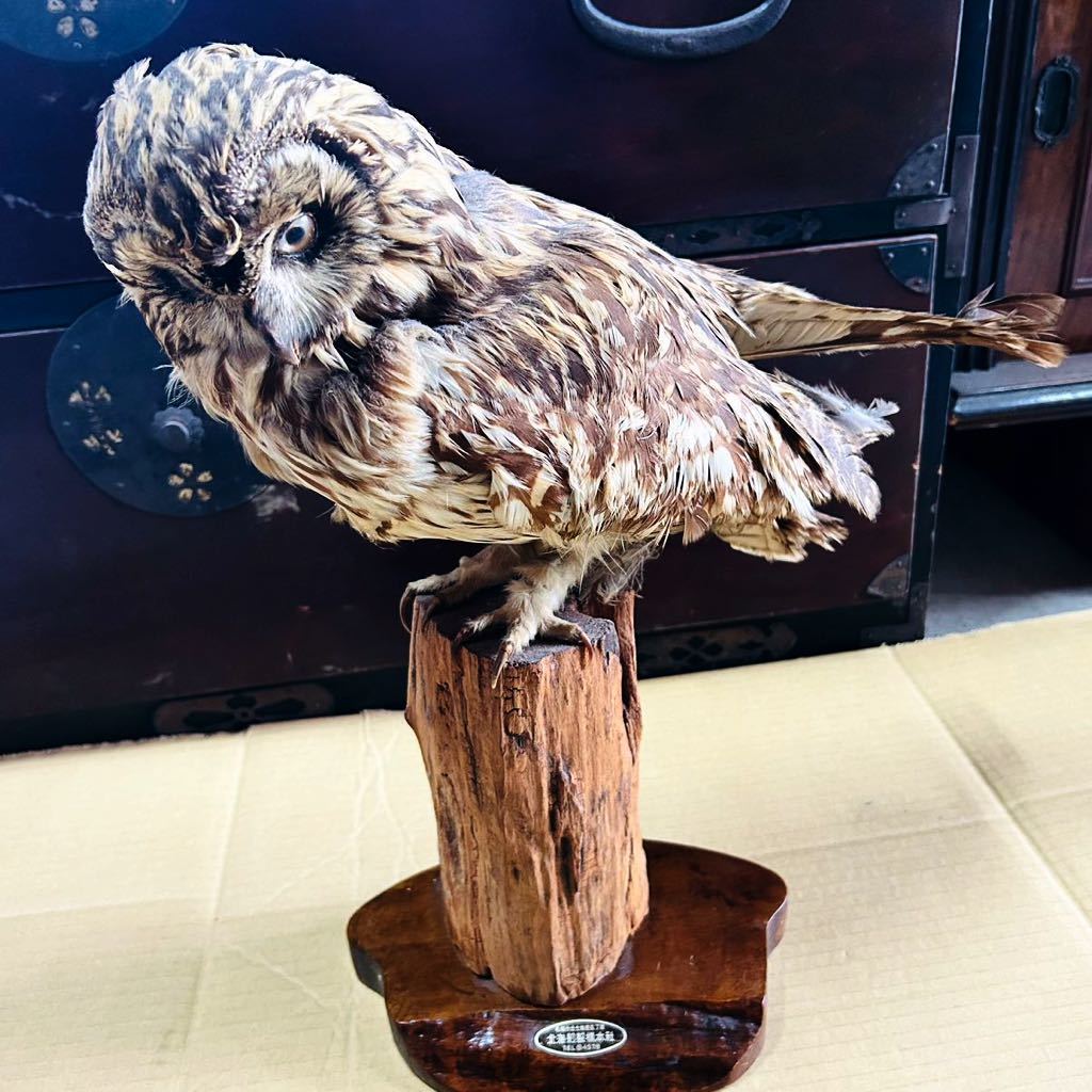 M06008 剥製 フクロウ 北海道 天然 標本 鑑賞 置物 札幌発(置物)｜売買