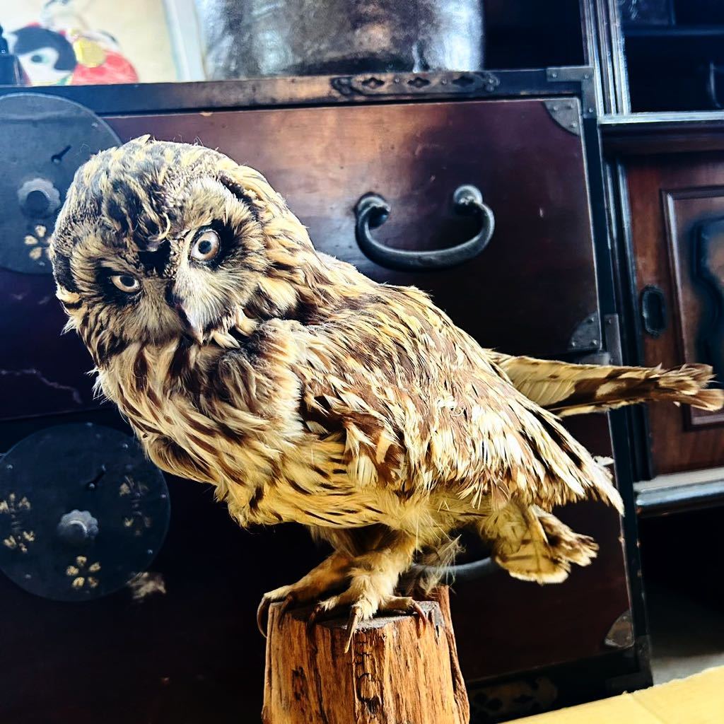 剥製 フクロウ 置物 標本 天然 コレクション m10058 剥製 フクロウ 置物 標本 天然 コレクション m10058