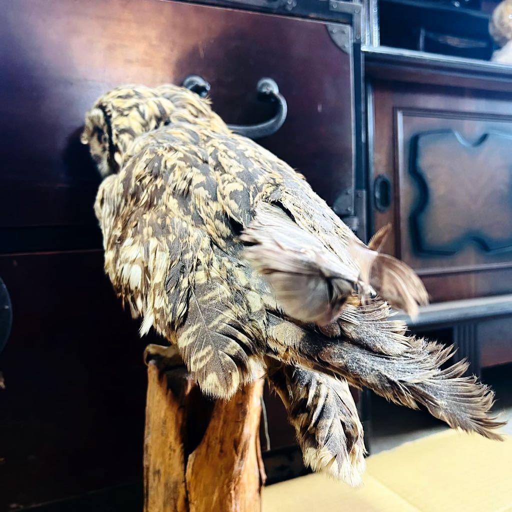 剥製 フクロウ 置物 標本 天然 コレクション m10058