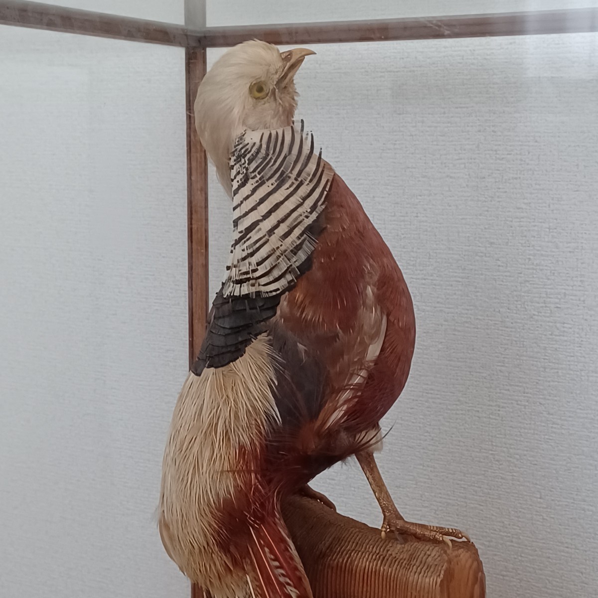 剥製 金鶏鳥 中国産 珍品 動物 昭和レトロ オブジェ 置物 アンティーク